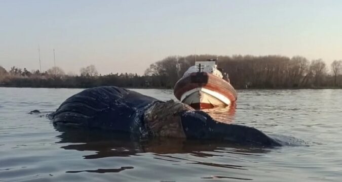 Apareció una ballena en el Río Paraná y creen que está agonizando