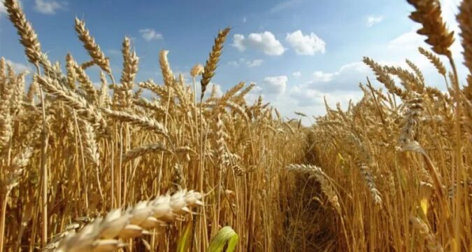 Se estima un nuevo récord en la producción de trigo en Entre Ríos