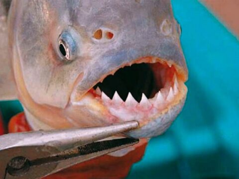 En Victoria hubo más de 40 ataques de palometas en lo que va de la temporada